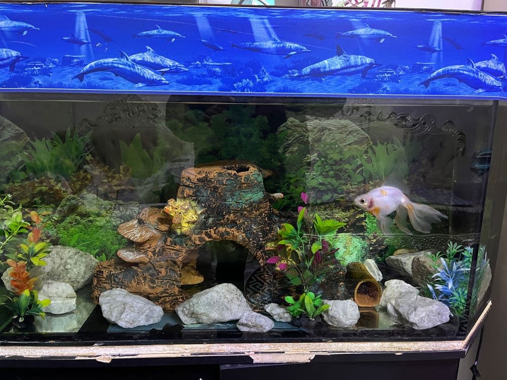 Akvarium sotiladi — 10