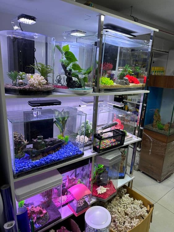 Xitoy akvariumla — 4