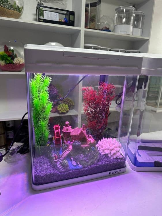 Xitoy akvariumla — 5