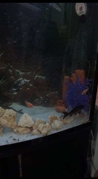 500litrli Akvariumi sotiladi (suv tepasigacha tolmidi)
ORGSTEKLO qalin — 2