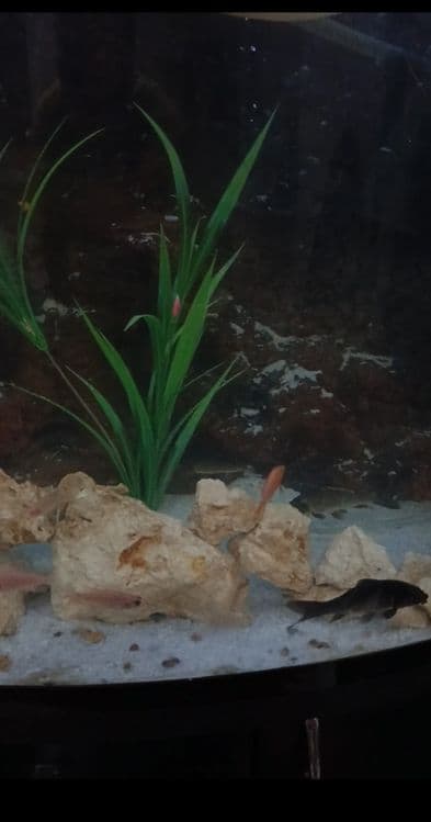 500litrli Akvariumi sotiladi (suv tepasigacha tolmidi)
ORGSTEKLO qalin — 3