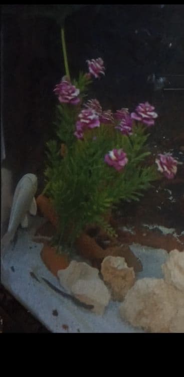 500litrli Akvariumi sotiladi (suv tepasigacha tolmidi)
ORGSTEKLO qalin — 4