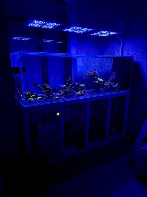 Dengiz akvariumlari — 3