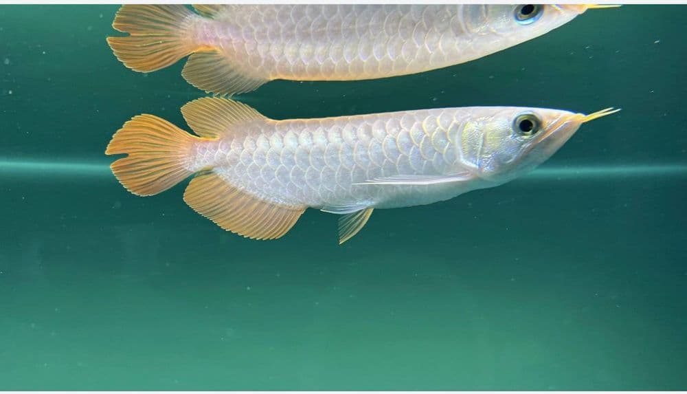 Aravana Super Red (Arovana, Arowana, Аравана) — 1