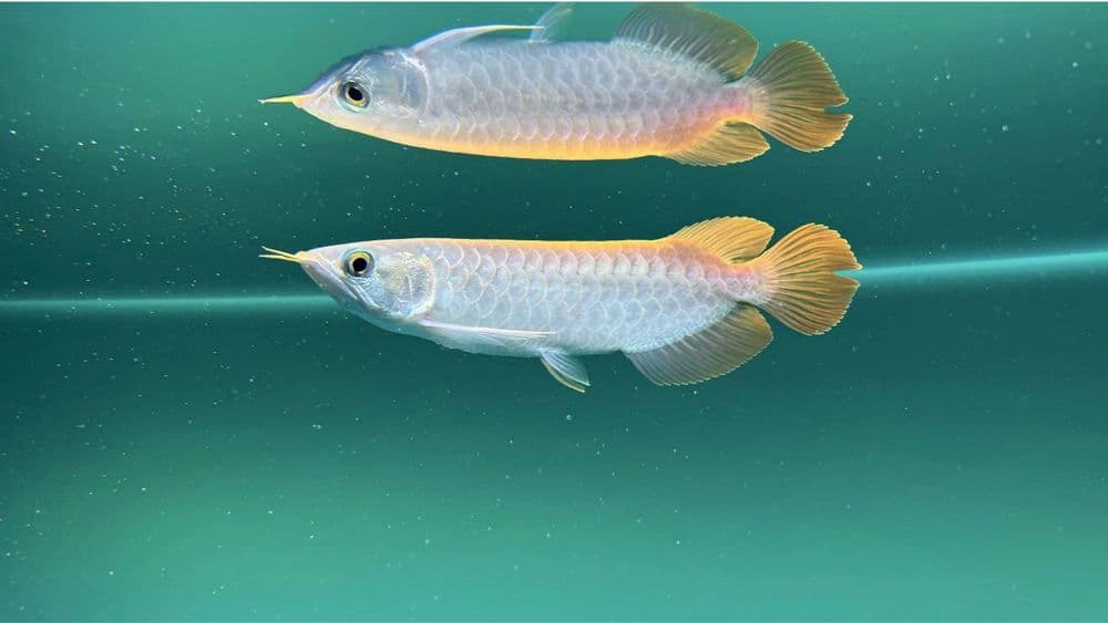 Aravana Super Red (Arovana, Arowana, Аравана) — 2