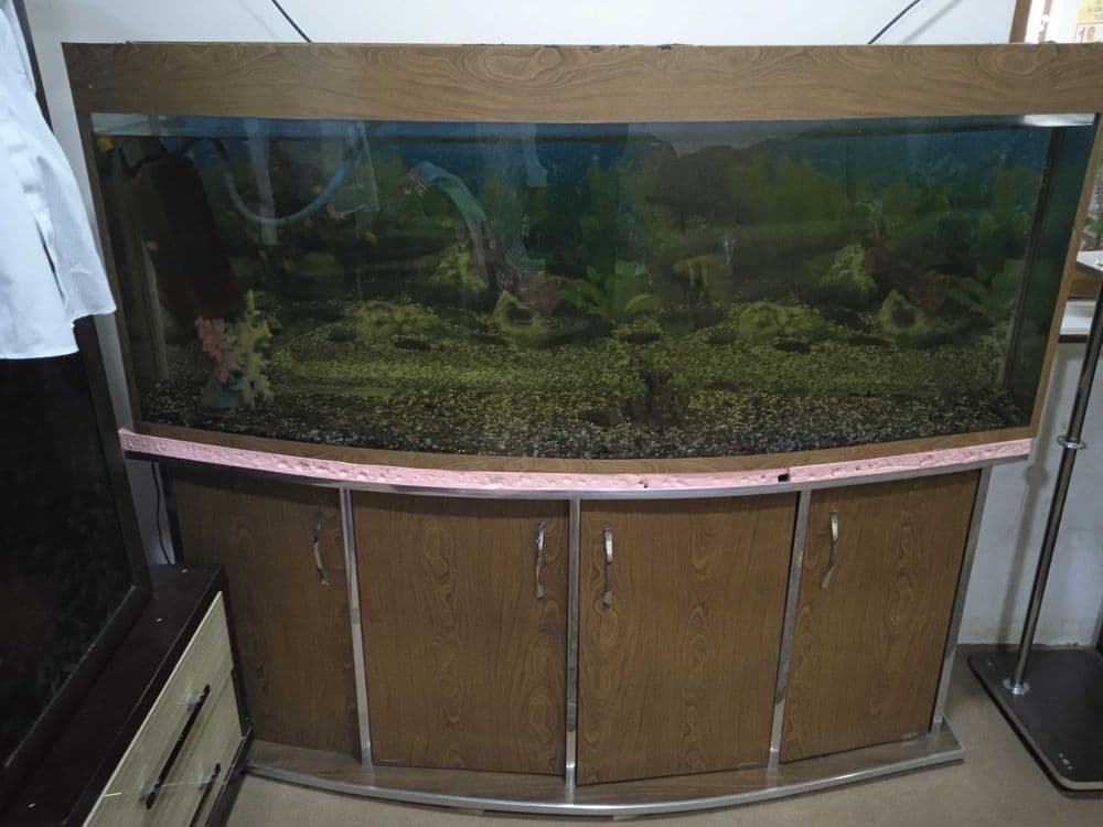 Akvarium 2,5 3metr.1metr balanlig
Tumbochkasiyam bor.35ta baligi bor — 6