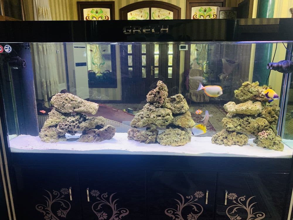 marsoy baliqlar tayyor — 1