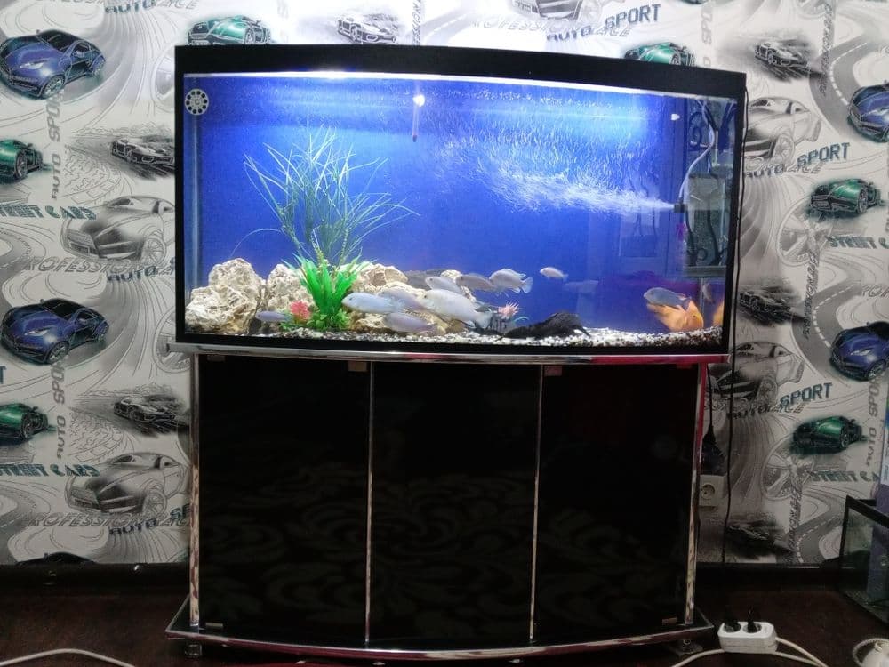 Akvarium baliqlari blan sotilad — 4