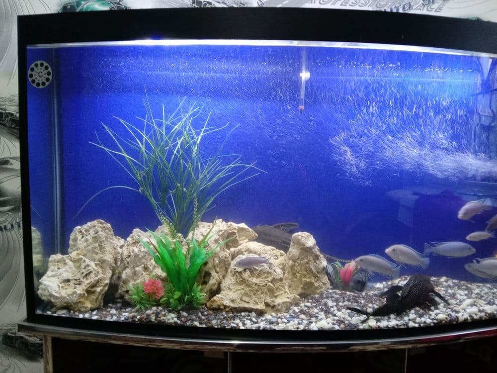 Akvarium baliqlari blan sotilad — 6