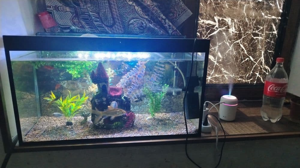 akvarium baliqlari bilan — 3
