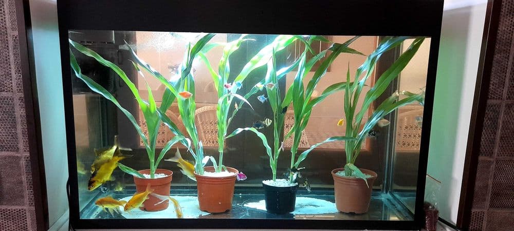 100 litr akvarium zavodskoy — 2