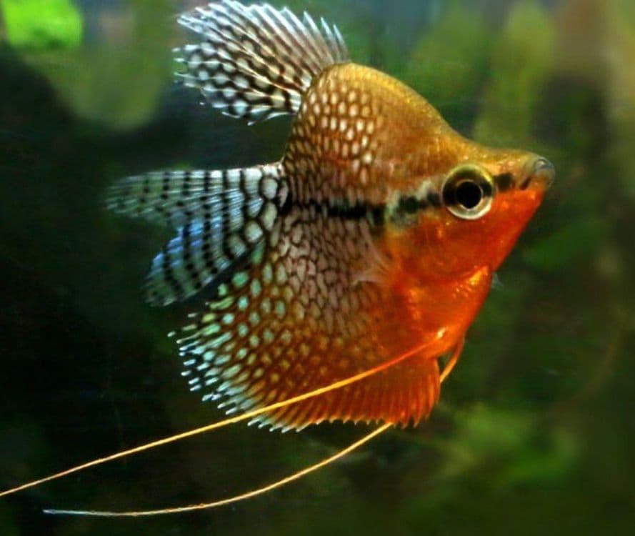 Akvarium va baliqlari bilan birga sotiladi. — 6