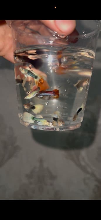 Guppi baliqlari — 2