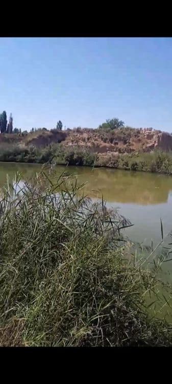 Балиқ хавуз, рыбхоз Янгийул туманида балик рыба сотилади — 11