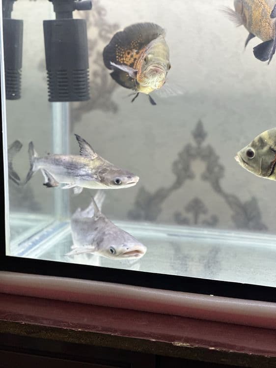 Akula baliq akvariumni sotiladi 25&35 sm astranaus baliq 25&35 sm — 5