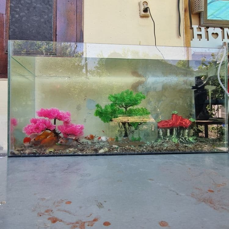 akvarium sotiladi oynali idishi baliqlari bilan — 1