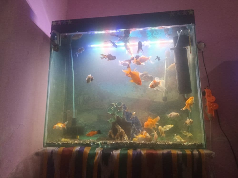 Akvarium baliqlari sotiladi va akvariumlar 220litir va 100litrli hamma — 1