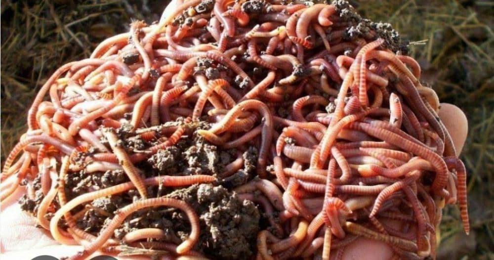 Baliq ovchilarga kaliforniya chuvalchanglari kotta miqdorda bor — 2