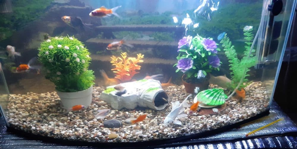 Akvarium baliqlari bilan — 3