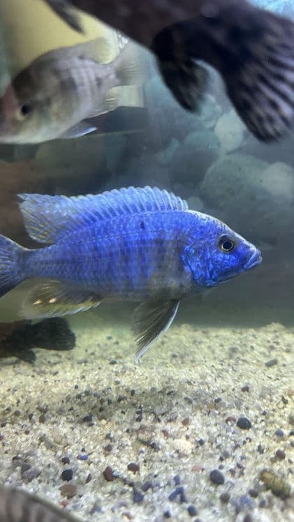 Аулонокара Коралева Ньяса, Haplochromis, Аквариум, рыба, балик, Цихлид — 2