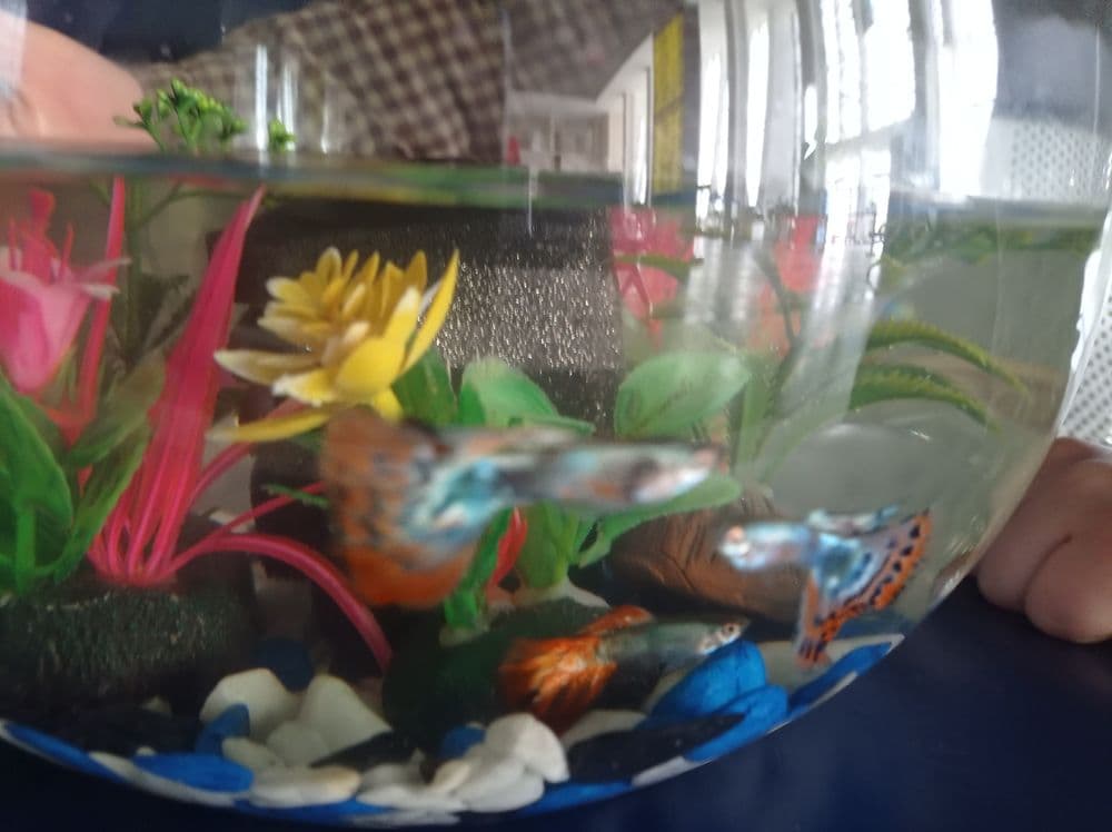 Akvarium sotiladi 8 litrlik — 4