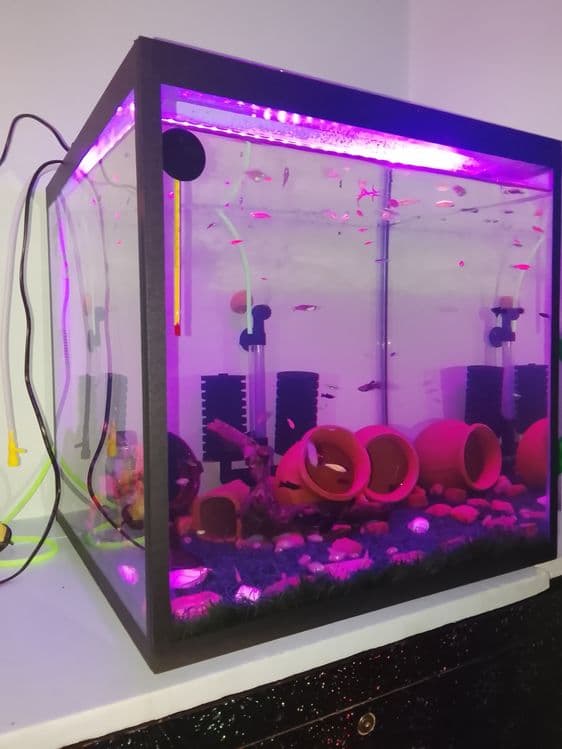 Pashti yangi akvarium sotiladi — 3