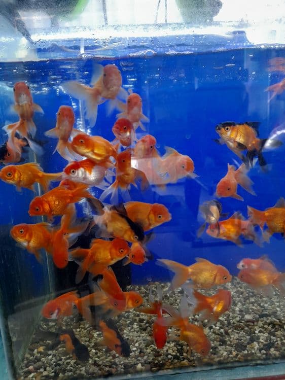 Oltin balikchalar akvarium baliklari 30 mingdan optam sena — 8