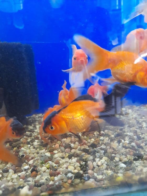 Oltin balikchalar akvarium baliklari 30 mingdan optam sena — 11