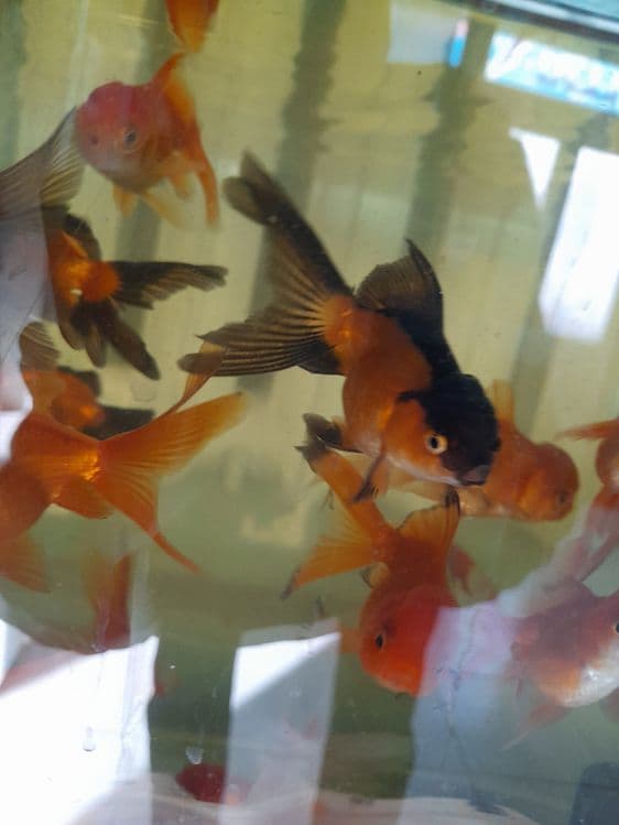 Oltin balikchalar akvarium baliklari 30 mingdan optam sena — 12