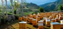 Асалари оиласи