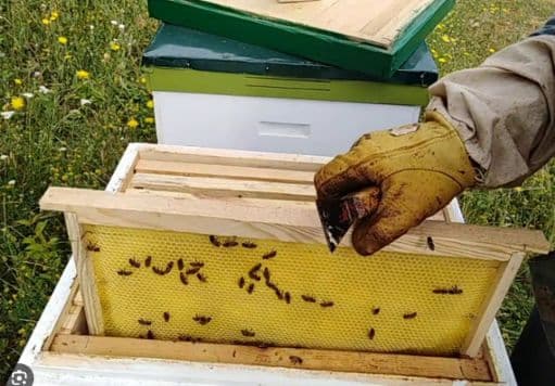 Асаларри кутиси хамда пакети — 1