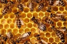 Асалари оиласи — 1