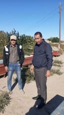 Асал ари оилалари