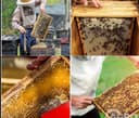 Асалари оиласи