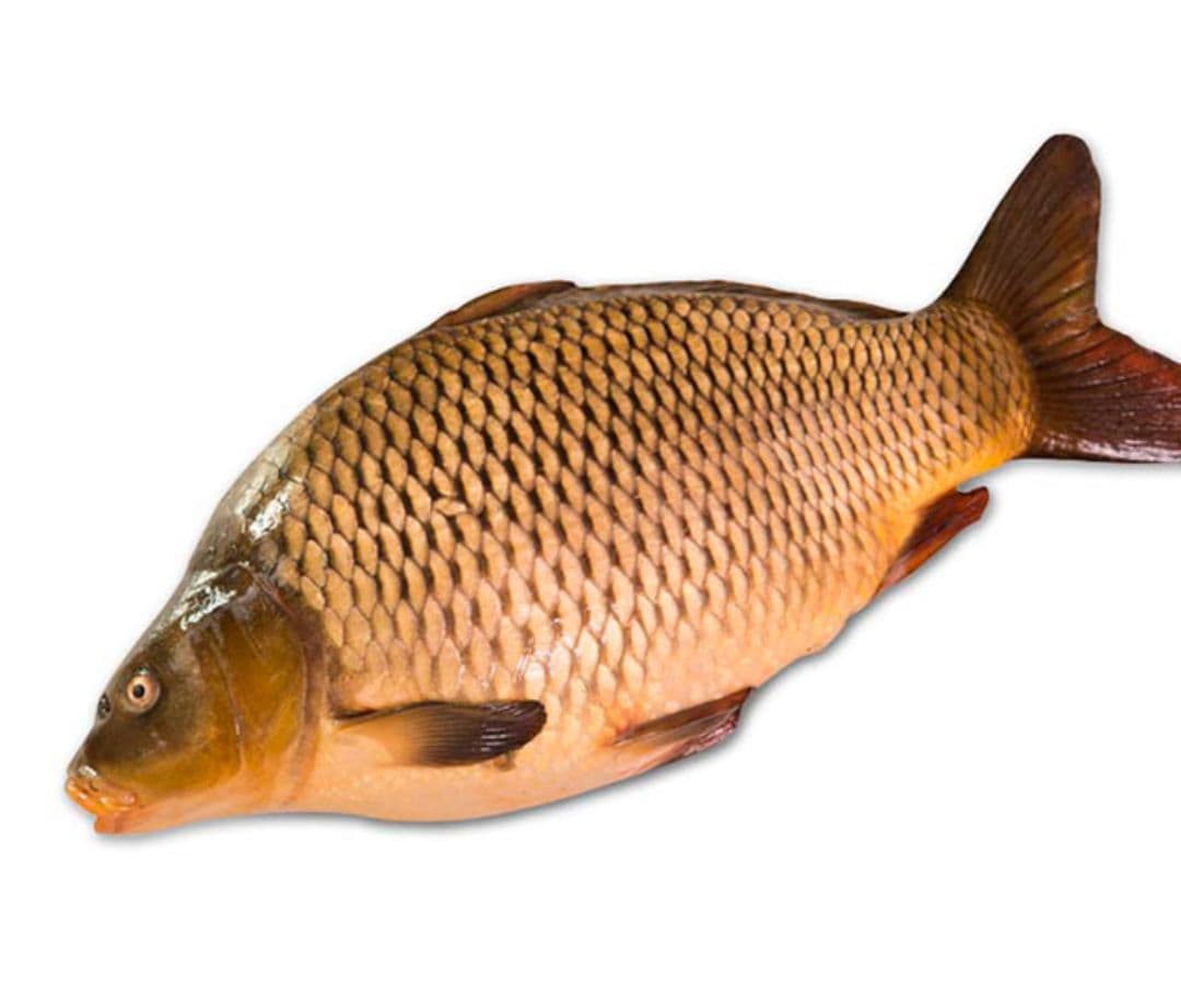 Baliq maxsulotlari (Sazan) — 1