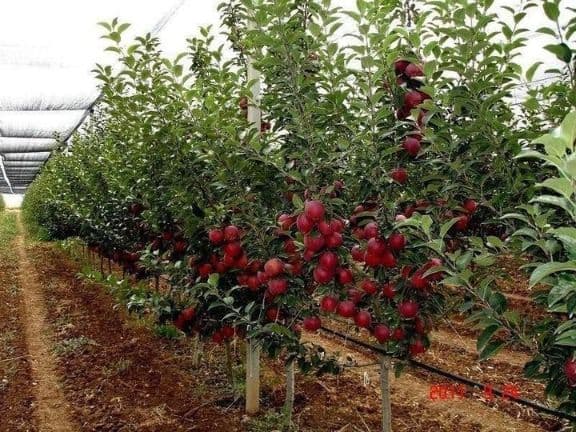 Mevali va manzarali ko'chatlar — 1