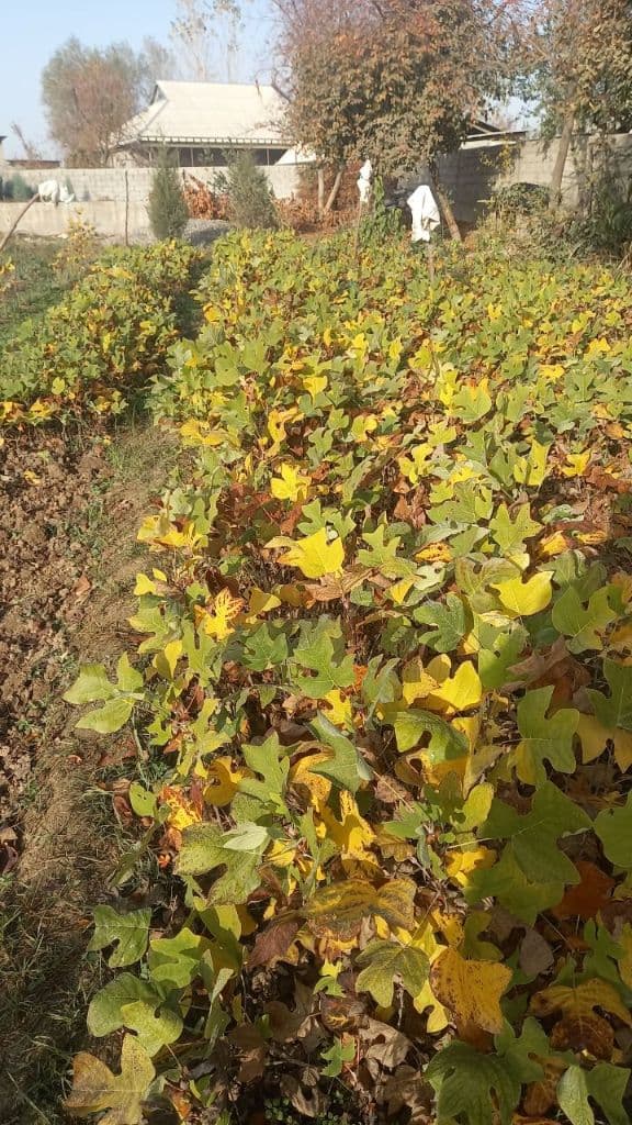 Manzarali lola daraxti ko`chatlari — 1