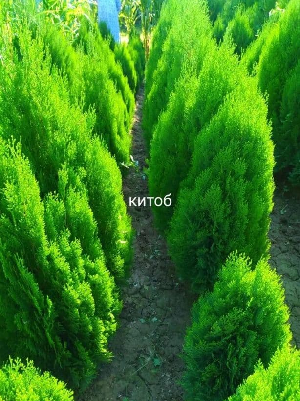 Manzarali ko'chatlar (Archa) — 1