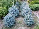 Яшил ель