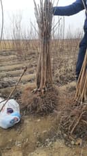 Мевали дарахт кўчатлари