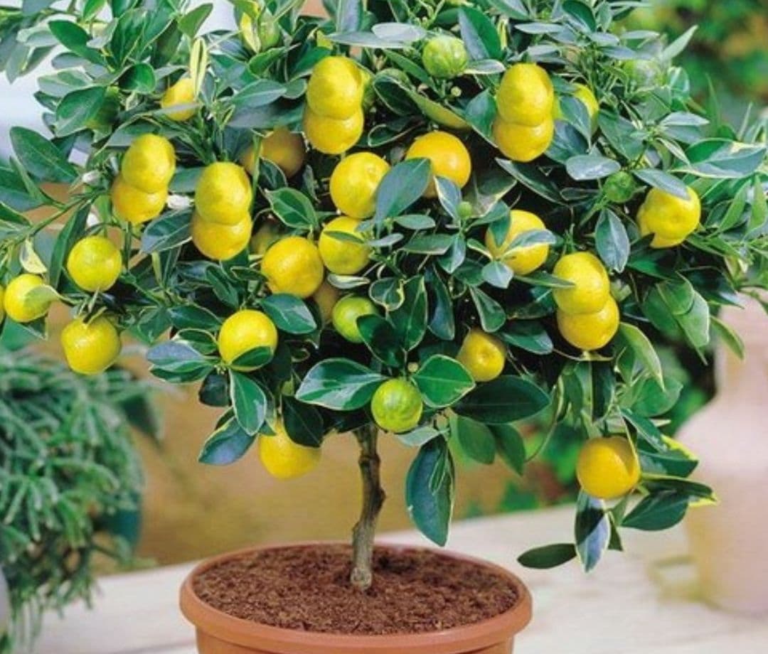 limon kuchati — 1