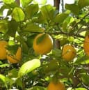 Limon ko'chatlari