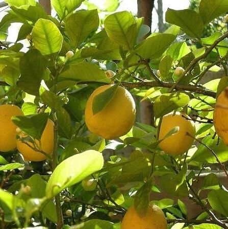Limon ko'chatlari