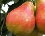 НОК дарахт кўчати — 1