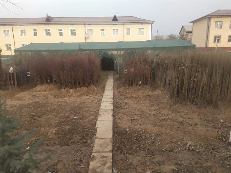Ўрик кўчати — 1
