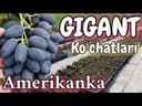 узум кўчати