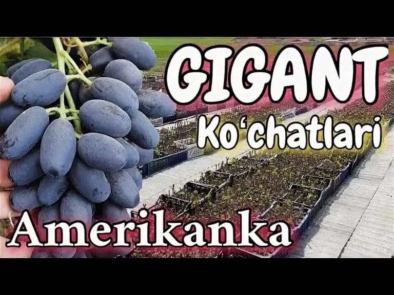 узум кўчати — 1