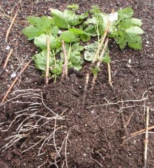Узум кўчатлар — 1