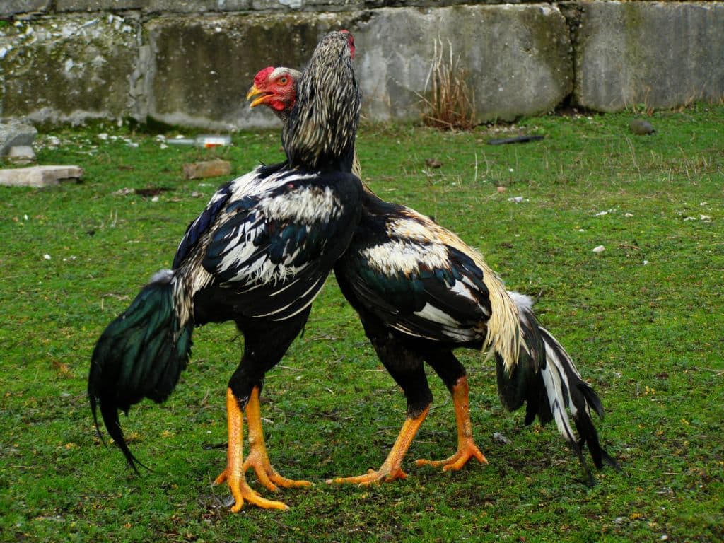 Зотли Парранда хўроз — 1