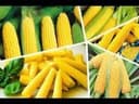 Макка жўхори уруғи